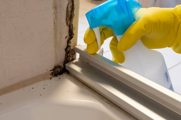 Professional Mold Removal in Penbrook, PA