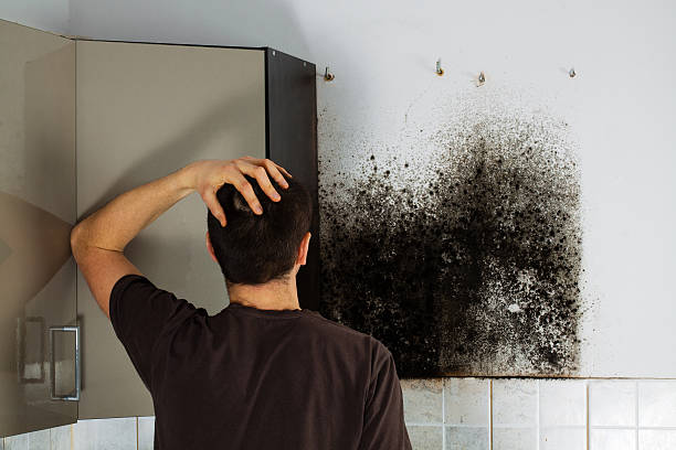 Best Toxic Mold Removal  in Penbrook, PA